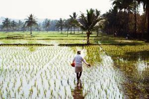 Punjab, Haryana to procure over 215 lakh tonne paddy