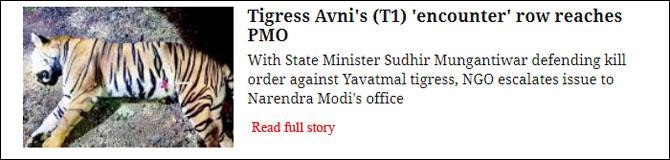 Tigress Avni