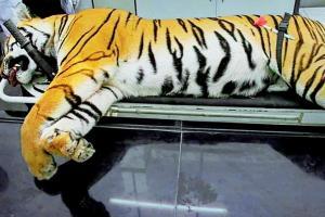 Tigress Avni (T1) case: 'Government-appointed committee is an eyewash'