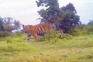 Tigress Avni (T1) case: The pictures that tell story of a murder