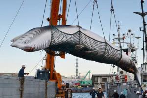 Japan resumes whaling despite global opposition
