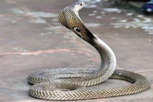 Mumbai: Snake venom worth Rs 1.7 crore seized, four held
