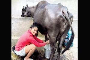 Babita Phogat gives lessons on how to milk a cow