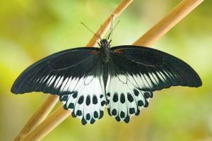 Have you spotted the Blue Mormon yet?