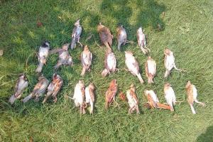 Did air pollution in Boisar kill flock of 21 sparrows?