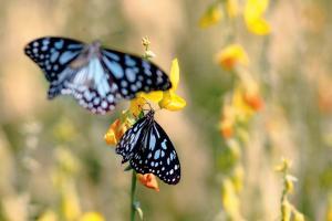 Mumbai: Coastal Road to have botanical butterfly garden view