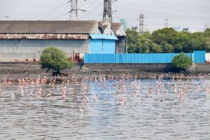 Flamingos at Sewri not scared of Mumbai Trans Harbour Link work