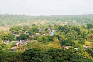 Did Sanjay Gandhi National Park officials lie to court?
