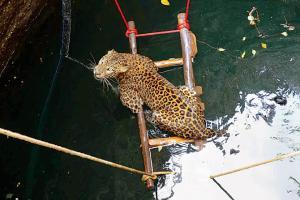 Seven-year-old leopard saved from drowning at Junnar