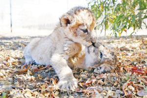 Meet the lion cubs that aren't fruits of the loin