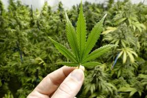 Medical marijuana could be safe to treat multiple sclerosis patients