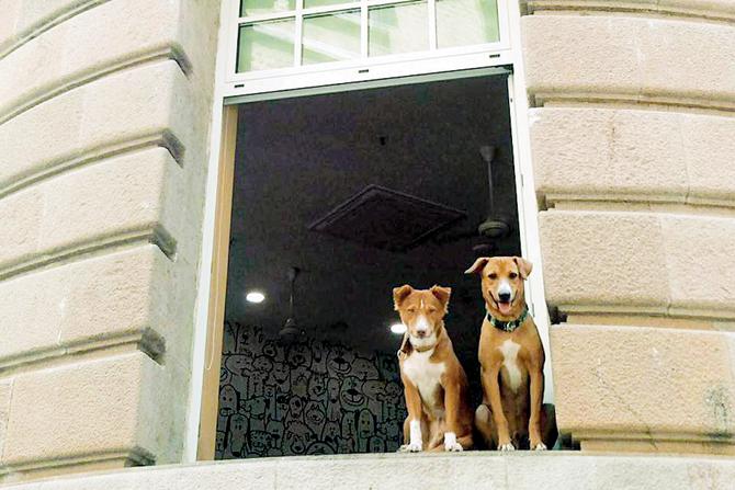Foxy and Junior at Bombay House