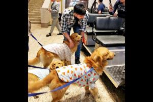 Sidharth Malhotra's new stress relievers are paw-dorable 