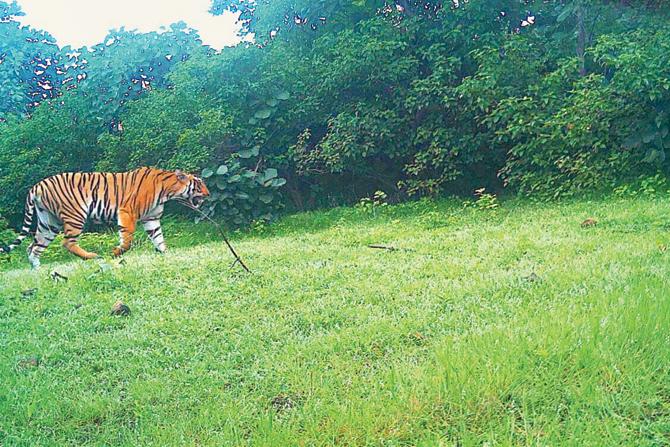 T1 captured on a camera trap