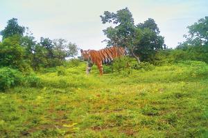 Why no new attacks if tigress T1 is a maneater?: HC to Forest Dept