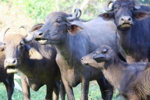 Armed men take dairy owner hostage, steal 18 buffaloes worth Rs 20 lakh