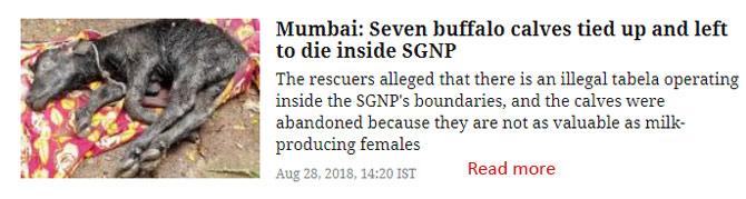 Mumbai: Seven buffalo calves tied up and left to die inside SGNP