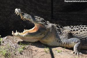 Eight Crocodiles, two tortoises, Australian parrots seized; two held