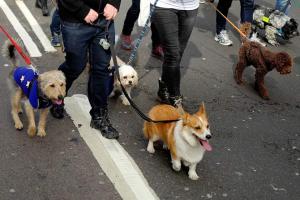 Hundreds of dogs hound May for 'Wooferendum' on Brexit
