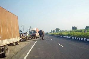 Elephant brought to track T1 Tigress kills villager in Nagpur