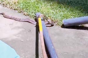 Snakes invade England team's training session in Sri Lanka