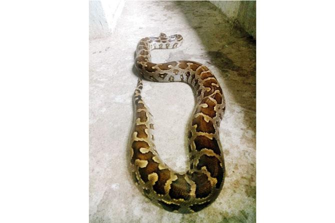 Python