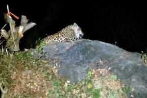 Mumbai: Clear proof that Metro 3 carshed is leopard's home