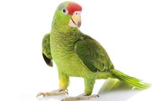19 smuggled exotic birds seized in Pune