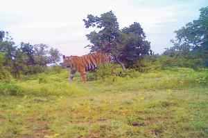 Forest Department gets an image of elusive T1 tigress