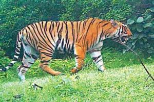 Wanted! Dead or Alive: Tigress T1 on the loose after killing 13