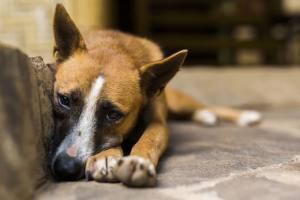 Mumbai Crime: Stray dog's testicles slashed with sharp knife, critical