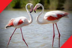 Flamingos surprise locals at Gorai creek