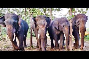 Four elephants brought in from MP to hunt for tigress T1, her cubs