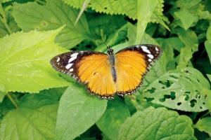 Things to do in Mumbai: Sign up for a butterfly trail at Ovalekar Wadi