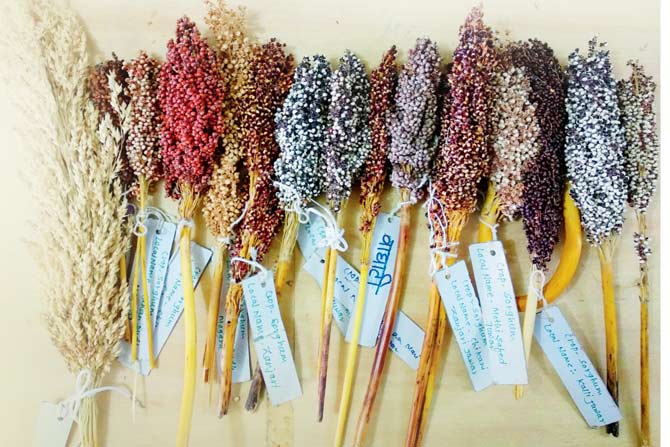 Attendees can learn about and pick from 12 varieties of jowar
