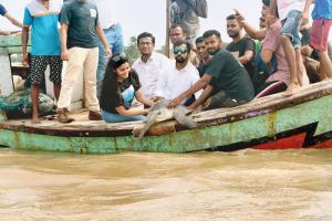 Mumbai: Dahanu forest department releases Microchipped turtles in the sea