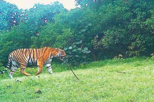 'Want the killer tigress captured soon as locals are scared'