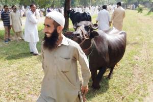 Bovine intervention helps pump lakhs into Pakistan govt