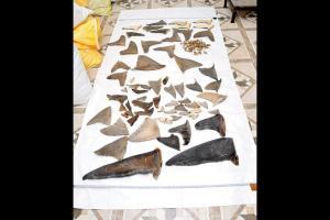 Revenue Intelligence officers bust international shark-fin smuggling racket