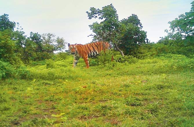Camera trap photo of another tiger in the same vicinit