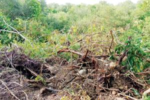 Forest department's axe is on NMMC for plantation, other violations