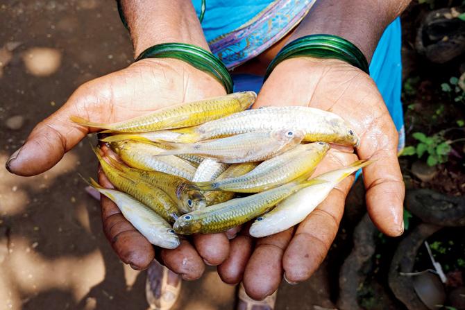 Maali Rano Urade with the day’s catch of dandavat fish which she cooks with bamboo shoot picked from the forest Pics/Arita Sarkar