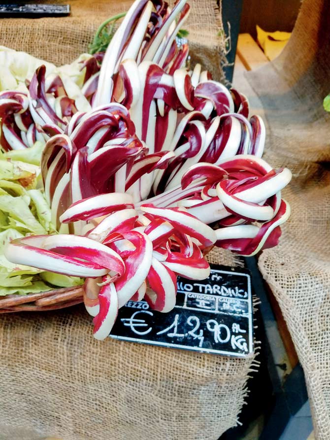 Radicchio or Italian chicory