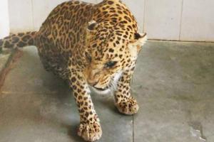 Did poisoning kill two leopards at SGNP in a week?