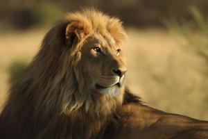 26-year-old lioness dies in MP's Van Vihar National Park
