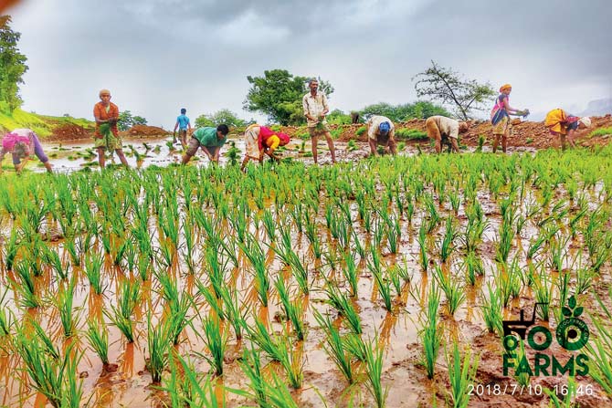 Paddy farming in Harishchandragad Kalsubai Wildlife Sanctuary