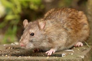Rats make alarm go off in bank in Muzaffarnagar