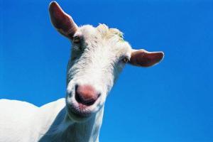France begins vaccinating cows, sheep against anthrax