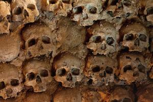 166 human skulls found in Mexico mass grave