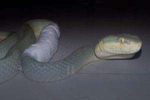 Snake undergoes MRI scan for broken spine in Mumbai